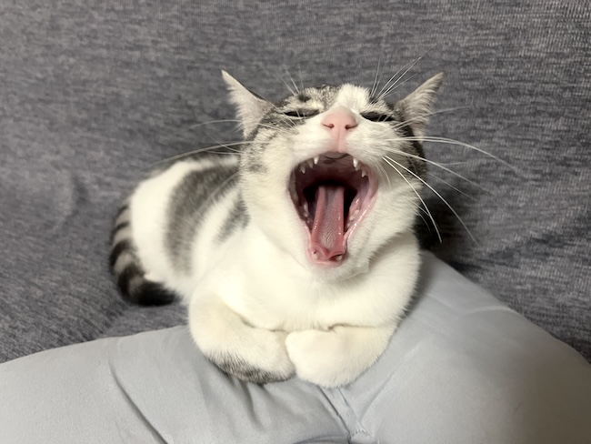 キョロのあくび